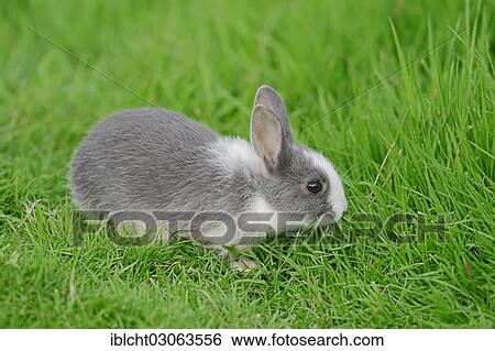 "Dwarf Rabbit (Oryctolagus cuniculus forma domestica), cub on meadow, North Rhine-Westphalia, Germany, Europe" View Large Photo Image Stock Photograph - "Dwarf Rabbit (Oryctolagus cuniculus forma domestica), cub on meadow, North Rhine-Westphalia, Germany, Europe". Fotosearch