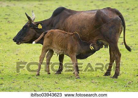 "Dwarf Zebus (Bos taurus indicus), cow with calf suckling, captive, Lower Saxony, Germany, Europe" View Large Photo Image Stock Image - "Dwarf Zebus (Bos taurus indicus), cow with calf suckling, captive, Lower Saxony, Germany, Europe". Fotosearch