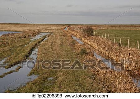 "Dyke at Deepdale Marsh at Burnham Norton, marsh land habitat used by winter wildfowl flocks, Brancaster, North Norfolk, England, United Kingdom, Europe" View Large Photo Image Stock Photo - "Dyke at Deepdale Marsh at Burnham Norton, marsh land habitat used by winter wildfowl flocks, Brancaster, North Norfolk, England, United Kingdom, Europe". Fotosearch