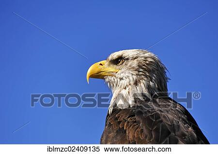 "Eagle (Haliaeetus albicilla) against a blue sky, public show of the Hellenthal bird of prey station at the Photokina in Cologne, North Rhine-Westphalia, Germany, Europe" View Large Photo Image Stock Photography - "Eagle (Haliaeetus albicilla) against a blue sky, public show of the Hellenthal bird of prey station at the Photokina in Cologne, North Rhine-Westphalia, Germany, Europe". Fotosearch