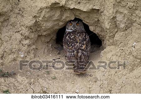 "Eagle Owl (Bubo bubo), adult bird at its breeding ground in a mud wall, North Bulgaria, Bulgaria, Europe" View Large Photo Image Stock Image - "Eagle Owl (Bubo bubo), adult bird at its breeding ground in a mud wall, North Bulgaria, Bulgaria, Europe". Fotosearch