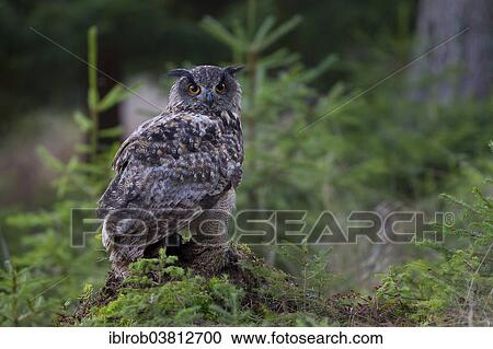 "Eagle Owl (Bubo bubo), Czech Republic, Europe" View Large Photo Image Stock Image - "Eagle Owl (Bubo bubo), Czech Republic, Europe". Fotosearch