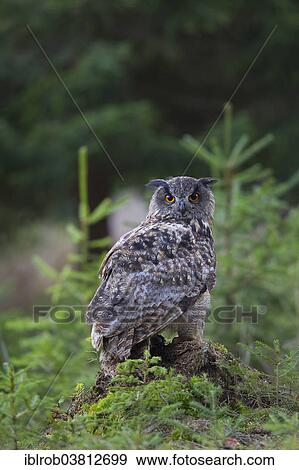 "Eagle Owl (Bubo bubo), Czech Republic, Europe" View Large Photo Image Stock Photo - "Eagle Owl (Bubo bubo), Czech Republic, Europe". Fotosearch