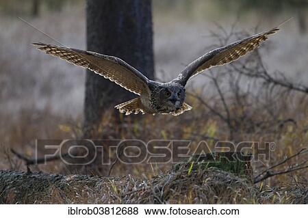 "Eagle Owl (Bubo bubo) in flight, Czech Republic, Europe" View Large Photo Image Stock Photo - "Eagle Owl (Bubo bubo) in flight, Czech Republic, Europe". Fotosearch