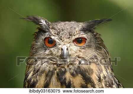 "Eagle Owl (Bubo bubo), portrait, Germany, Europe" View Large Photo Image Stock Photography - "Eagle Owl (Bubo bubo), portrait, Germany, Europe". Fotosearch