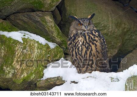 "Eagle Owl (Bubo bubo), Tierfreigehege, Nationalpark Bayerischer Wald, Bavaria, Germany, Europe" View Large Photo Image Stock Image - "Eagle Owl (Bubo bubo), Tierfreigehege, Nationalpark Bayerischer Wald, Bavaria, Germany, Europe". Fotosearch