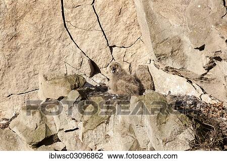 "Eagle-Owl (Bubo bubo), young bird at the nest, Rhineland-Palatinate, Germany, Europe" View Large Photo Image Stock Image - "Eagle-Owl (Bubo bubo), young bird at the nest, Rhineland-Palatinate, Germany, Europe". Fotosearch
