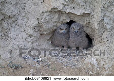 "Eagle Owls (Bubo bubo), chicks at their breeding ground in a mud wall, North Bulgaria, Bulgaria, Europe" View Large Photo Image Stock Image - "Eagle Owls (Bubo bubo), chicks at their breeding ground in a mud wall, North Bulgaria, Bulgaria, Europe". Fotosearch