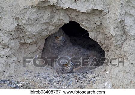 "Eagle Owls (Bubo bubo), chicks at their breeding ground in a mud wall, North Bulgaria, Bulgaria, Europe" View Large Photo Image Stock Photo - "Eagle Owls (Bubo bubo), chicks at their breeding ground in a mud wall, North Bulgaria, Bulgaria, Europe". Fotosearch