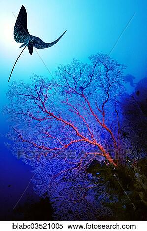 "Eagle Ray (Myliobatidae) and Gorgonians, Sea Whips or Sea Fans (Scleraxonia), composite image, Raja Ampat, West Papua, Indonesia, Asia" View Large Photo Image Stock Photography - "Eagle Ray (Myliobatidae) and Gorgonians, Sea Whips or Sea Fans (Scleraxonia), composite image, Raja Ampat, West Papua, Indonesia, Asia". Fotosearch