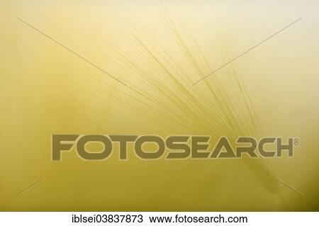 "Ear of Barley (Hordeum vulgare), Allgau, Bavaria, Germany, Europe" View Large Photo Image Stock Image - "Ear of Barley (Hordeum vulgare), Allgau, Bavaria, Germany, Europe". Fotosearch