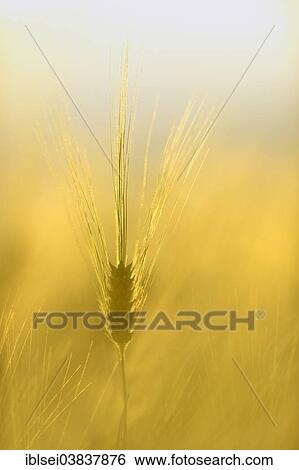 "Ear of Barley (Hordeum vulgare), Allgau, Bavaria, Germany, Europe" View Large Photo Image Stock Photograph - "Ear of Barley (Hordeum vulgare), Allgau, Bavaria, Germany, Europe". Fotosearch