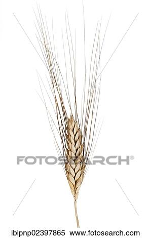Stock Photography - Ear of wheat (Triticum spp. ) cultivar Senatore Cappelli. Fotosearch