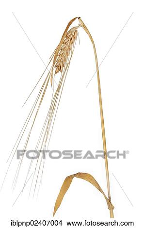 Ear of wheat (Triticum spp. ) View Large Photo Image Picture - Ear of wheat (Triticum spp. ). Fotosearch
