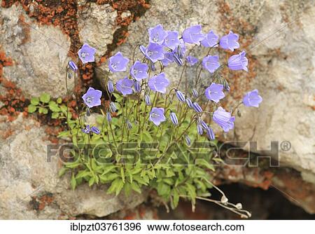 "Earleaf Bellflower or Fairies' Thimbles (Campanula cochleariifolia), flowering, Tyrol, Austria, Europe" View Large Photo Image Stock Photograph - "Earleaf Bellflower or Fairies' Thimbles (Campanula cochleariifolia), flowering, Tyrol, Austria, Europe". Fotosearch