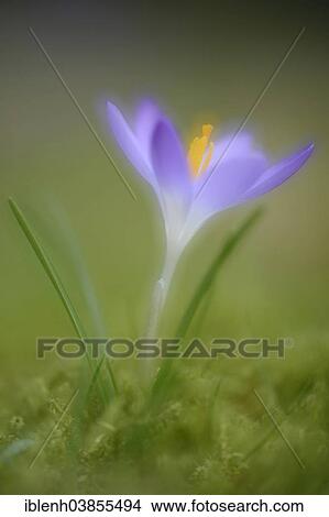 Picture - "Early Crocus (Crocus tommasinianus), Emsland region, Lower Saxony, Germany, Europe". Fotosearch