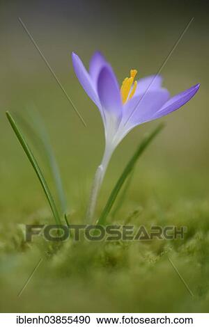 Stock Image - "Early Crocus (Crocus tommasinianus), Emsland region, Lower Saxony, Germany, Europe". Fotosearch
