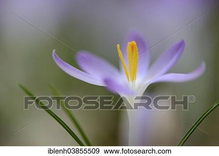 "Early Crocus (Crocus tommasinianus), Emsland region, Lower Saxony, Germany, Europe" View Large Photo Image Stock Photo - "Early Crocus (Crocus tommasinianus), Emsland region, Lower Saxony, Germany, Europe". Fotosearch