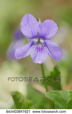 "Early Dog-violet (Viola reichenbachiana, Viola silvestris), blossoms, North Rhine-Westphalia, Germany, Europe" View Large Photo Image Stock Image - "Early Dog-violet (Viola reichenbachiana, Viola silvestris), blossoms, North Rhine-Westphalia, Germany, Europe". Fotosearch