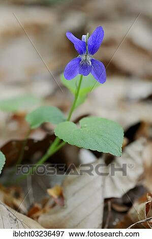 "Early Dog-violet (Viola reichenbachiana), in flower, North Rhine-Westphalia, Germany, Europe" View Large Photo Image Stock Photo - "Early Dog-violet (Viola reichenbachiana), in flower, North Rhine-Westphalia, Germany, Europe". Fotosearch
