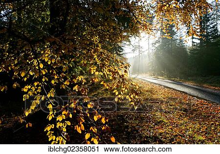 "Early morning and country road in the forest, autumn, Haute Loire, Auvergne, France, Europe" View Large Photo Image Stock Image - "Early morning and country road in the forest, autumn, Haute Loire, Auvergne, France, Europe". Fotosearch