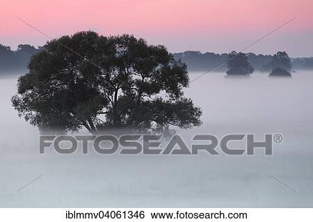 "Early morning at sunrise, fog in the floodplains, Middle Elbe Biosphere Reserve, Dessau-Rosslau, Saxony-Anhalt, Germany, Europe" View Large Photo Image Stock Photograph - "Early morning at sunrise, fog in the floodplains, Middle Elbe Biosphere Reserve, Dessau-Rosslau, Saxony-Anhalt, Germany, Europe". Fotosearch