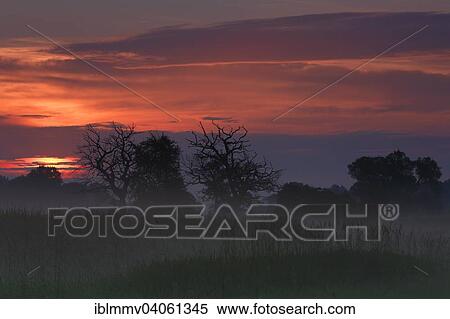 "Early morning at sunrise, fog in the floodplains, Middle Elbe Biosphere Reserve, Dessau-Rosslau, Saxony-Anhalt, Germany, Europe" View Large Photo Image Stock Photography - "Early morning at sunrise, fog in the floodplains, Middle Elbe Biosphere Reserve, Dessau-Rosslau, Saxony-Anhalt, Germany, Europe". Fotosearch