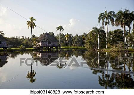 Stock Photo - "Early morning at Villa Guama, small hotel on stilts in the style of a Native American village, Villa Guama, Boca de Guama, Matanzas, Cuba, North America". Fotosearch