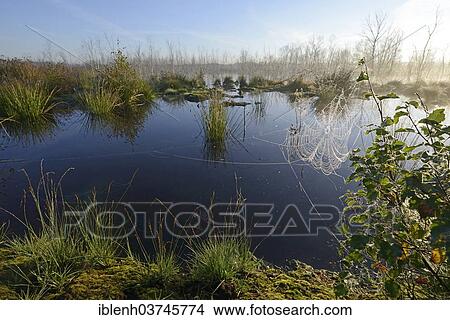 Picture - "Early morning in a swamp or a moor, Theikenmeer nature reserve, Werlte, Emsland, Lower Saxony, Germany, Europe". Fotosearch