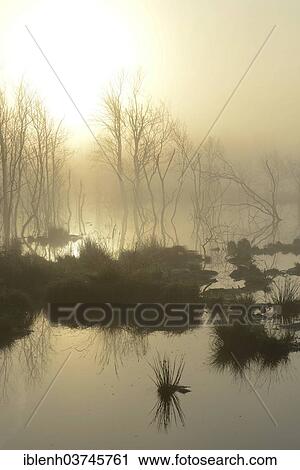 "Early morning in a swamp or a moor, Theikenmeer nature reserve, Werlte, Emsland, Lower Saxony, Germany, Europe" View Large Photo Image Stock Image - "Early morning in a swamp or a moor, Theikenmeer nature reserve, Werlte, Emsland, Lower Saxony, Germany, Europe". Fotosearch