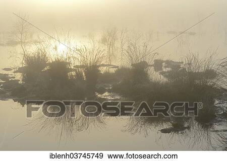 "Early morning in a swamp or a moor, Theikenmeer nature reserve, Werlte, Emsland, Lower Saxony, Germany, Europe" View Large Photo Image Stock Photo - "Early morning in a swamp or a moor, Theikenmeer nature reserve, Werlte, Emsland, Lower Saxony, Germany, Europe". Fotosearch