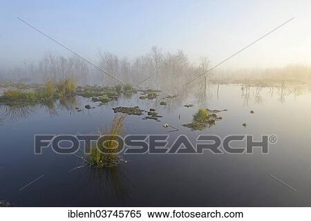 "Early morning in a swamp or a moor, Theikenmeer nature reserve, Werlte, Emsland, Lower Saxony, Germany, Europe" View Large Photo Image Stock Photography - "Early morning in a swamp or a moor, Theikenmeer nature reserve, Werlte, Emsland, Lower Saxony, Germany, Europe". Fotosearch