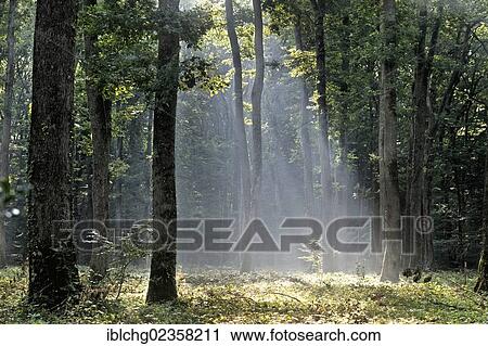 Stock Image - "Early morning in oak forest, national forest, Forest of Troncais, Allier, Auvergne, France, Europe". Fotosearch