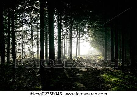 "Early morning in the forest, autumn, Haute Loire, Auvergne, France, Europe" View Large Photo Image Stock Photograph - "Early morning in the forest, autumn, Haute Loire, Auvergne, France, Europe". Fotosearch