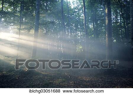 "Early morning in the forest, Regional du Livradois Forez, Livradois Forez Natural Regional Park, Puy de Dome, Auvergne, France, Europe" View Large Photo Image Stock Photo - "Early morning in the forest, Regional du Livradois Forez, Livradois Forez Natural Regional Park, Puy de Dome, Auvergne, France, Europe". Fotosearch