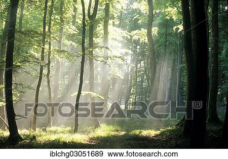 "Early morning in the forest, Regional du Livradois Forez, Livradois Forez Natural Regional Park, Puy de Dome, Auvergne, France, Europe" View Large Photo Image Stock Photo - "Early morning in the forest, Regional du Livradois Forez, Livradois Forez Natural Regional Park, Puy de Dome, Auvergne, France, Europe". Fotosearch