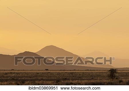 "Early morning in the Namib Desert, Aus, ÇKaras, Namibia, Africa" View Large Photo Image Stock Image - "Early morning in the Namib Desert, Aus, ÇKaras, Namibia, Africa". Fotosearch