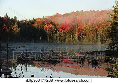 "Early morning mist rising from a small pond above a colourful autumnal forest, Algonquin Provincial Park, Ontario Province, Canada, North America" View Large Photo Image Stock Photo - "Early morning mist rising from a small pond above a colourful autumnal forest, Algonquin Provincial Park, Ontario Province, Canada, North America". Fotosearch