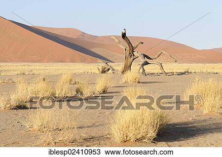 "Early morning mood, dead Acacia (Acacia) near Dune 45, dune landscape, Tsauchab Valley, Sossusvlei, Namib Desert, Namib Naukluft Park, Namibia, Africa" View Large Photo Image Stock Image - "Early morning mood, dead Acacia (Acacia) near Dune 45, dune landscape, Tsauchab Valley, Sossusvlei, Namib Desert, Namib Naukluft Park, Namibia, Africa". Fotosearch