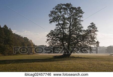 "Early morning mood in autumn, Moenchbruch Nature Reserve, near Frankfurt, Hesse, Germany, Europe" View Large Photo Image Stock Photograph - "Early morning mood in autumn, Moenchbruch Nature Reserve, near Frankfurt, Hesse, Germany, Europe". Fotosearch