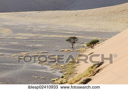 "Early morning mood, view from Dune 45 over the dune landscape, Tsauchab Valley, Sossusvlei, Namib Desert, Namib Naukluft Park, Namibia, Africa" View Large Photo Image Stock Image - "Early morning mood, view from Dune 45 over the dune landscape, Tsauchab Valley, Sossusvlei, Namib Desert, Namib Naukluft Park, Namibia, Africa". Fotosearch