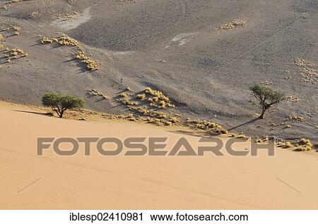 "Early morning mood, view from Dune 45 over the dune landscape in Sossusvlei, Sossusvlei, Namib Desert, Namib Naukluft Park, Namibia, Africa" View Large Photo Image Stock Image - "Early morning mood, view from Dune 45 over the dune landscape in Sossusvlei, Sossusvlei, Namib Desert, Namib Naukluft Park, Namibia, Africa". Fotosearch