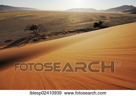 Stock Photo - "Early morning mood, view from dune 45 over the dune landscape, Tsauchab Valley, Sossusvlei, Namib Desert, Namib Naukluft Park, Namibia, Africa". Fotosearch