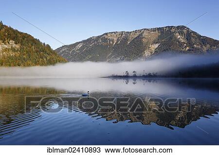 "Early morning on lake Offensee, Ebensee, Salzkammergut region, Upper Austria, Austria, Europe" View Large Photo Image Stock Image - "Early morning on lake Offensee, Ebensee, Salzkammergut region, Upper Austria, Austria, Europe". Fotosearch