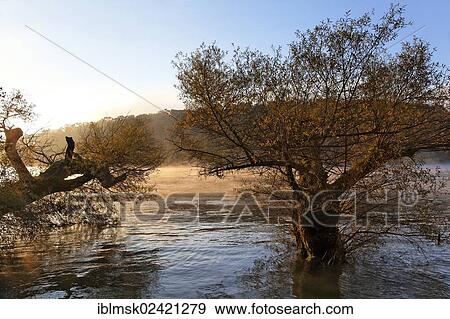 Early morning on the Rhine river in autumn, trees, Rheinfelden - Baden, Baden-Wuerttemberg, Germany, Europe View Large Photo Image Stock Photo - Early morning on the Rhine river in autumn, trees, Rheinfelden - Baden, Baden-Wuerttemberg, Germany, Europe. Fotosearch