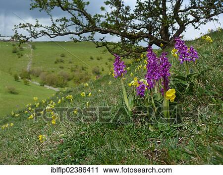 "Early Purple Orchid (Orchis mascula), and Cowslip (Primula veris), flowering, growing on slope in habitat, Derbyshire Dales, Peak District, Derbyshire, England, United Kingdom, Europe" View Large Photo Image Stock Image - "Early Purple Orchid (Orchis mascula), and Cowslip (Primula veris), flowering, growing on slope in habitat, Derbyshire Dales, Peak District, Derbyshire, England, United Kingdom, Europe". Fotosearch