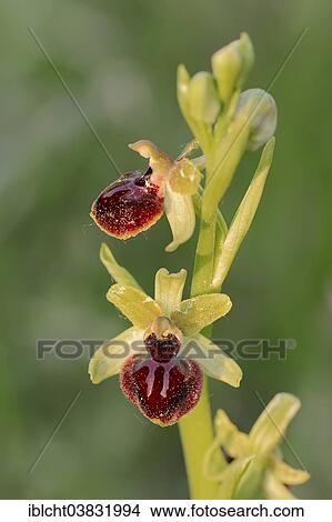 "Early Spider Orchid (Ophrys passionis, Ophrys garganica subsp. Passionis), flowers, Southern France, Provence, France, Europe" View Large Photo Image Picture - "Early Spider Orchid (Ophrys passionis, Ophrys garganica subsp. Passionis), flowers, Southern France, Provence, France, Europe". Fotosearch