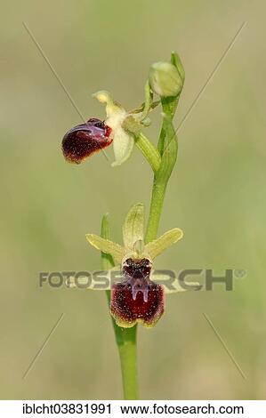 Stock Image - "Early Spider Orchid (Ophrys passionis, Ophrys garganica subsp. Passionis), flowers, Southern France, Provence, France, Europe". Fotosearch