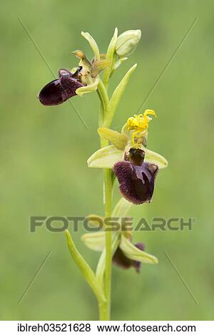 Stock Photo - "Early Spider Orchid (Ophrys sphegodes) and a Goldenrod Crab Spider (Misumena vatia), Darscho-Lacke, Seewinkel, Apetlon, Burgenland, Austria, Europe". Fotosearch