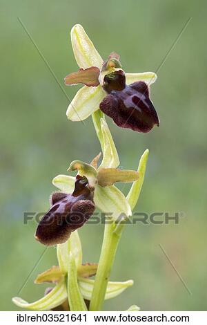 "Early Spider Orchid (Ophrys sphegodes), Darscho-Lacke, Seewinkel, Apetlon, Burgenland, Austria, Europe" View Large Photo Image Stock Image - "Early Spider Orchid (Ophrys sphegodes), Darscho-Lacke, Seewinkel, Apetlon, Burgenland, Austria, Europe". Fotosearch